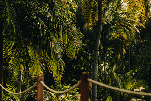 Lush green palm trees with sunlight filtering through leaves in a tranquil jungle setting
