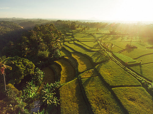 Scenic view of terraced rice fields