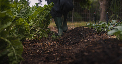Anonymous farmer carrying a basket full of vegetables