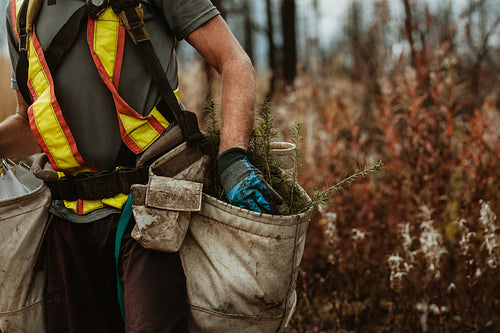 Forester working in deforested area