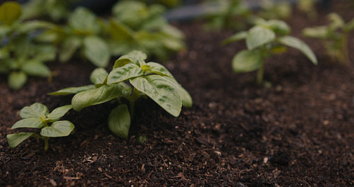 Self-sufficient farmer planting a seedling into the soil