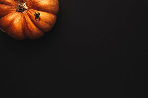 Halloween background with pumpkin and spider