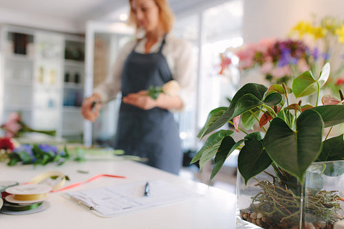 Small plant with female florist working at flower shop