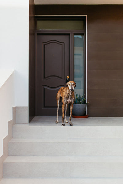 Adorable greyhound dog standing on a porch