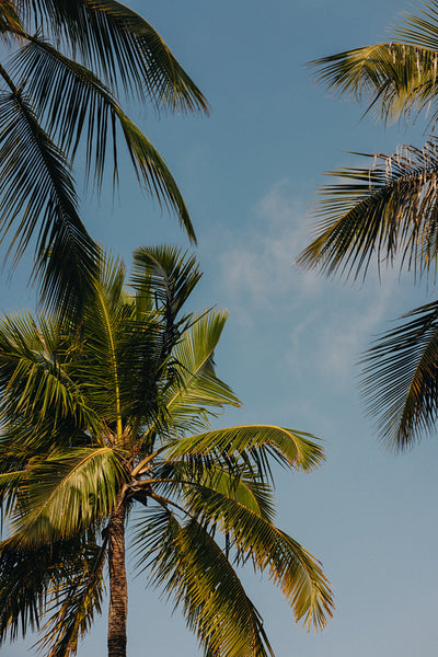 Tall palm trees swaying under a clear blue sky