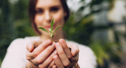 Female gardener hands holding a sapling