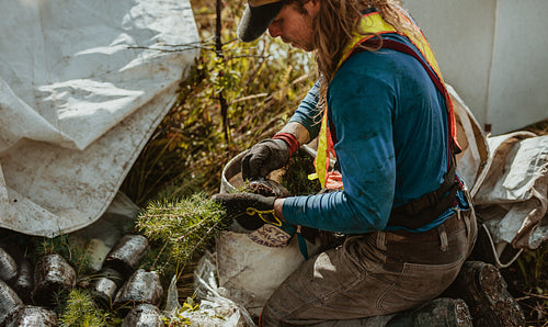Forester filling his bag with new saplings