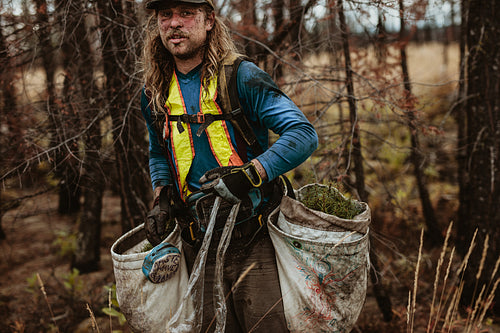 Tree planter in forest with pine seedlings