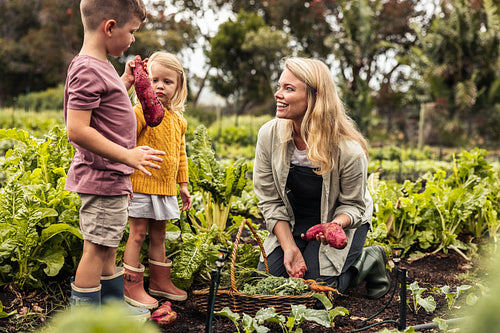 Happy young family gathering sweet potato in a garden