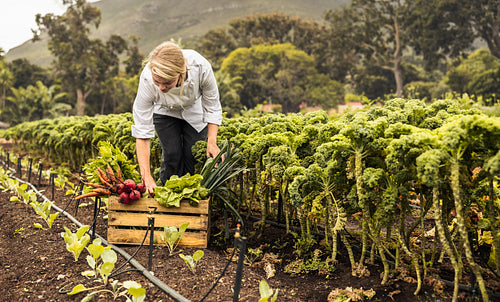 Young female chef picking fresh vegetables on a farm