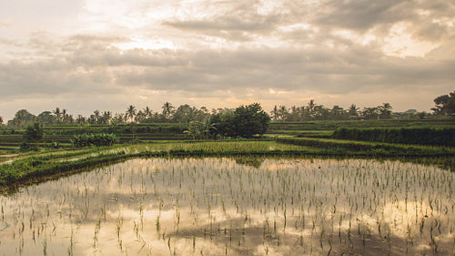 Beautiful view of rice paddy field