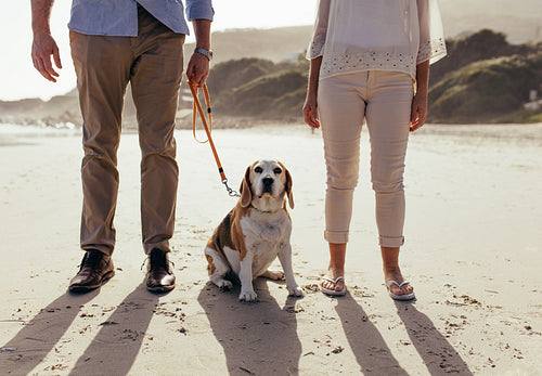 Pet dog on beach with owner couple