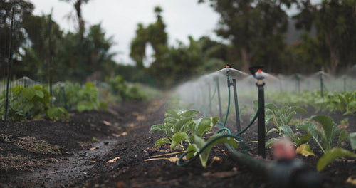 Water sprinklers irrigating an organic field