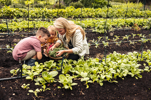 Gathering fresh vegetables during harvest season