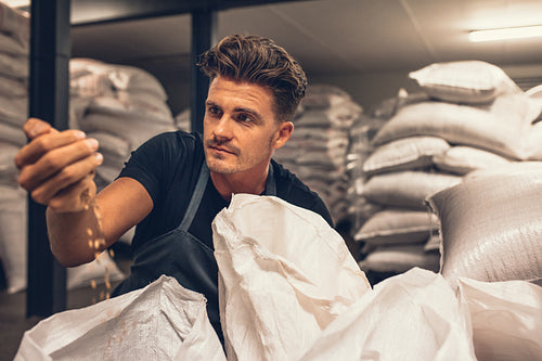 Brewer examining the barley at brewery factory