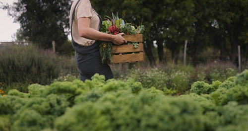 Self-sufficient farmer carrying fresh vegetables on her farm
