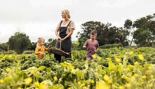 Self-sustainable family harvesting fresh vegetables in an organic garden