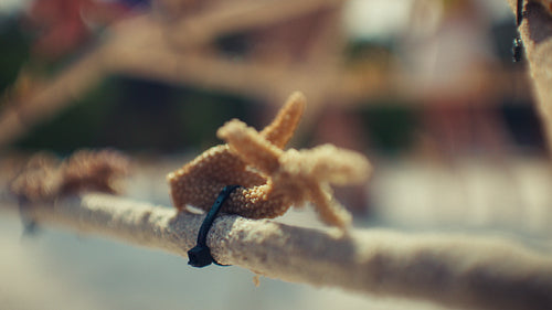 Delicate baby coral attached to a restoration frame, symbolizing ocean regrowth efforts