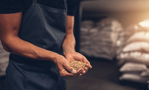 Hands of master brewer with barley seeds