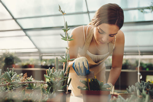 Woman working at a cactus garden