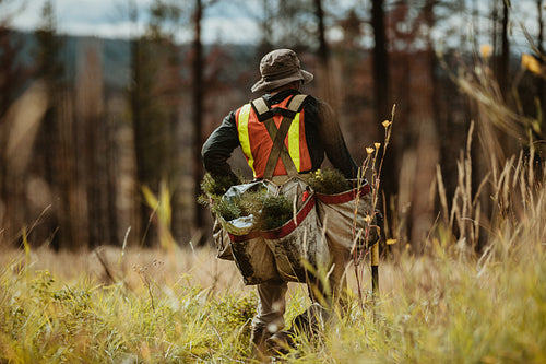 Forester with pine seedlings for reforestation