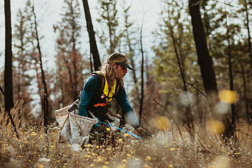 Male forester planting seedlings in forest