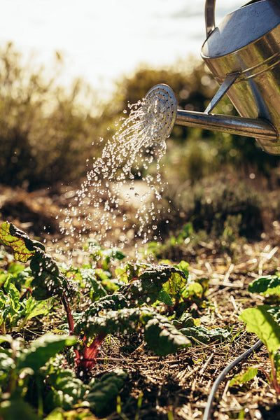 Watering vegetables with sprinkling can on farm