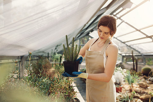 Gardener taking care of cactus plants at greenhouse