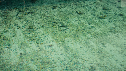 Clear turquoise water with visible seabed and small fish swimming peacefully in a tropical ocean