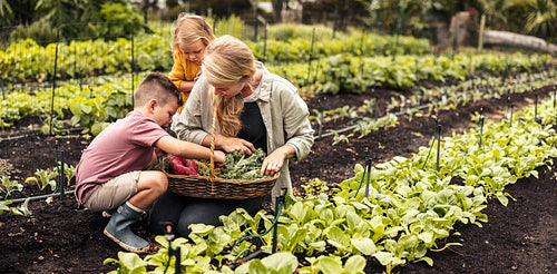 Smiling single mother gathering fresh vegetables with her children