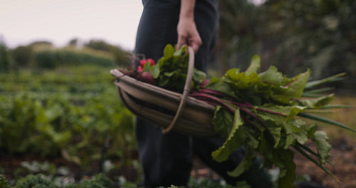 Female farmer carrying a basket of freshly picked vegetables