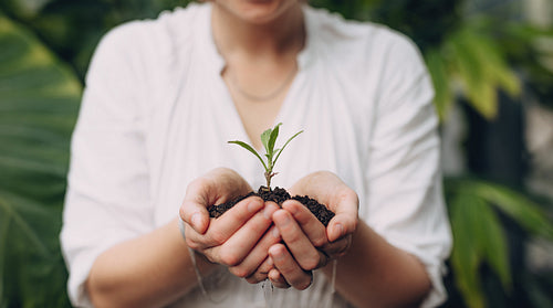 Female gardener hands holding seedling