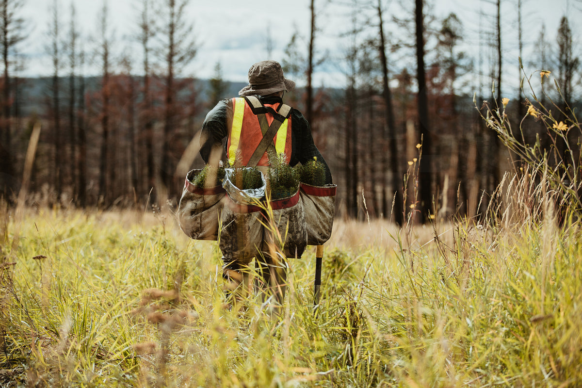 Ranger working in forest for sustainable afforestation – Jacob Lund ...