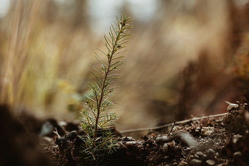 Single pine seedling on plantation