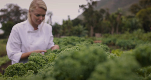 Cheerful chef picking fresh kale on a vegetable garden