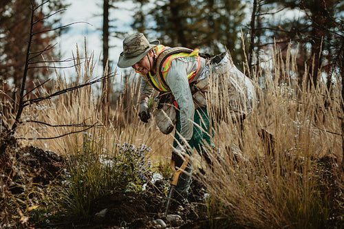 Woman planting saplings in forest