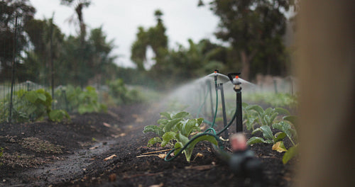 Sprinklers watering an organic vegetable garden
