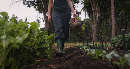 Unrecognizable farmer carrying fresh vegetable produce