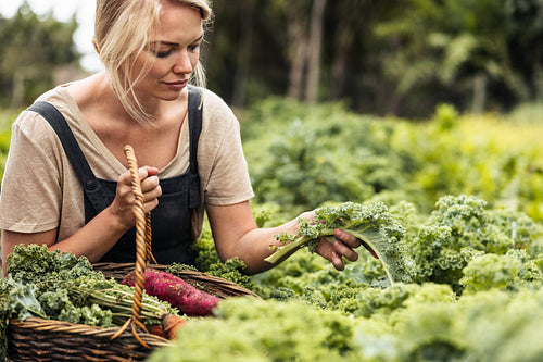 Young woman picking fresh kale in a vegetable garden