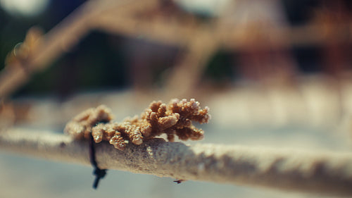Close-up of delicate coral structure for marine conservation and ecosystem restoration efforts