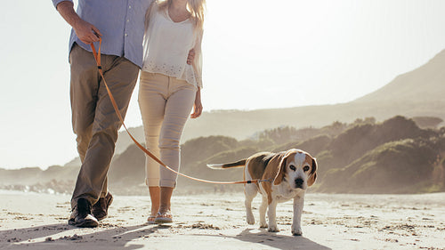 Couple walking their pet dog on beach