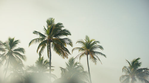 Golden morning light over tropical palms with artistic lens distortion
