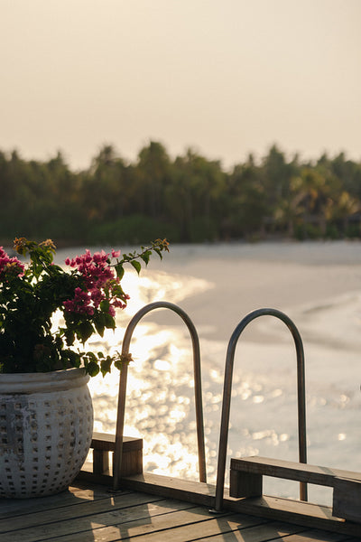 Tranquil seaside scene with flower pot and ocean view from wooden deck in warm sunlight