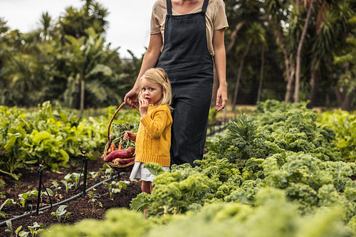 Harvesting with mommy