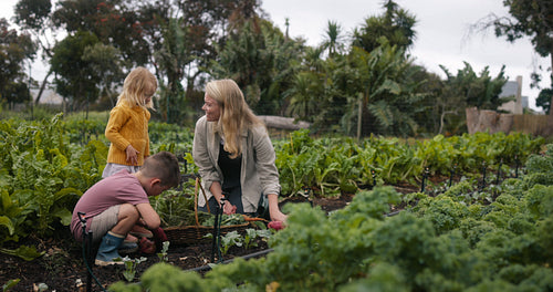 Happy family harvesting sweet potato on an organic farm
