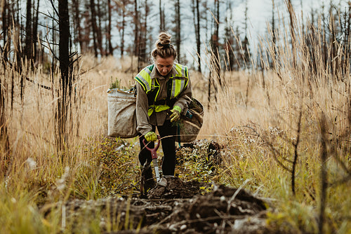 Female forester planting seedlings