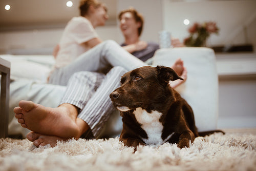 Happy couple with a pet dog at home