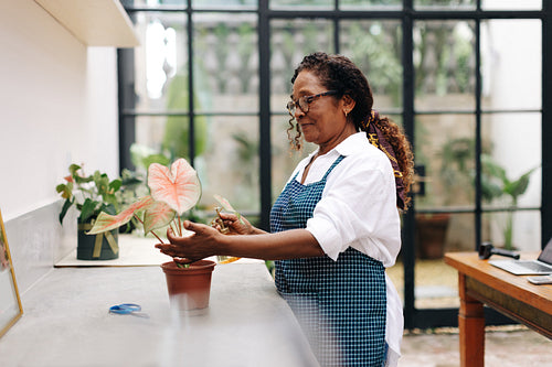 Woman caring for a flower plant in her floral shop