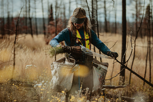 Man working in forestry planting new trees