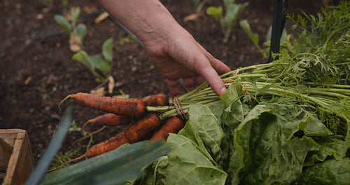 Female farmer gathering fresh vegetables in her garden